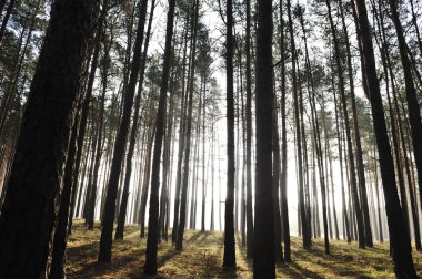 Mystic orman girerek yalak sis sabah güneş ışınları.