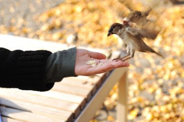 besleme birds Park, tohum el