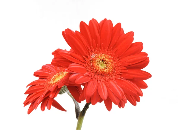 Beyaz izole gerbera çiçek — Stok fotoğraf