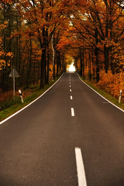 Road in forest — Stock Photo, Image