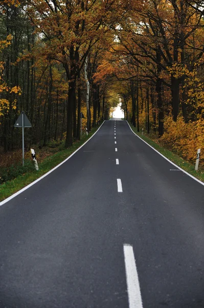 Vägen i skogen — Stockfoto