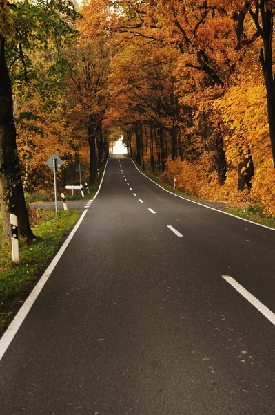Silnice v lese, na podzim — Stock fotografie
