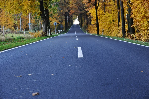 Estrada na floresta, outono — Fotografia de Stock