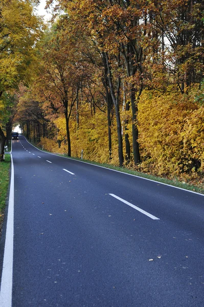 Vägen i skogen, höst — Stockfoto