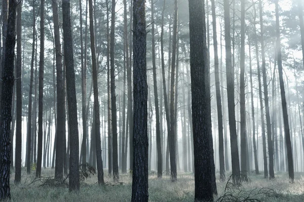 Mística floresta, raios de sol entrando através do nevoeiro — Fotografia de Stock