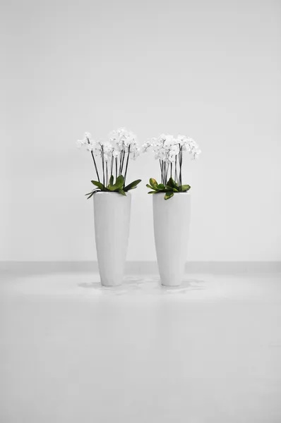 Květiny ve váze, minimalistickou výzdobou — Stock fotografie