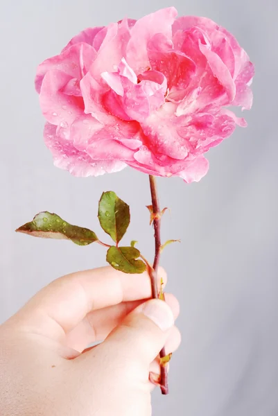 Rode valentine rose — Stockfoto