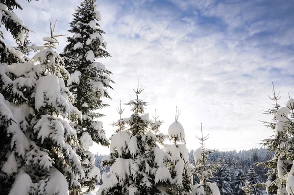 Ég, a fa és a hó — Stock Fotó