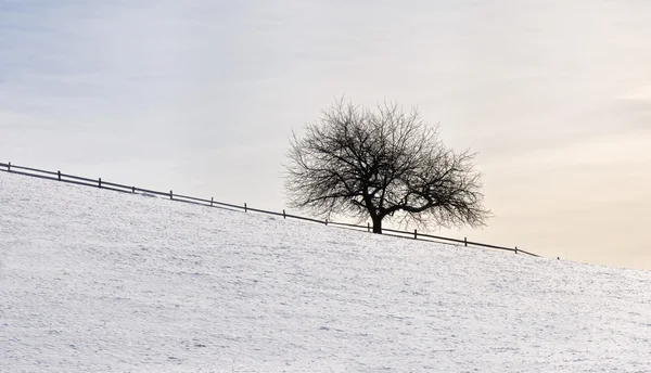 Sky, boom en sneeuw — Stockfoto