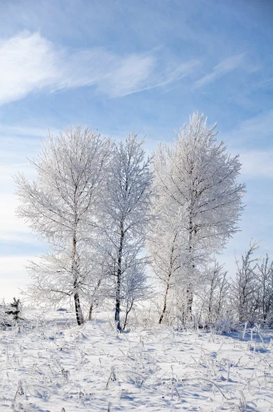 Cielo, árbol y nieve — Foto de Stock