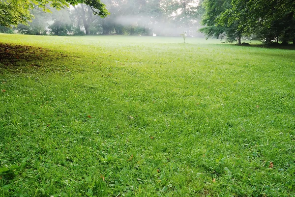 Низкое заходящее солнце в зеленом парке отбрасывает длинные тени — стоковое фото
