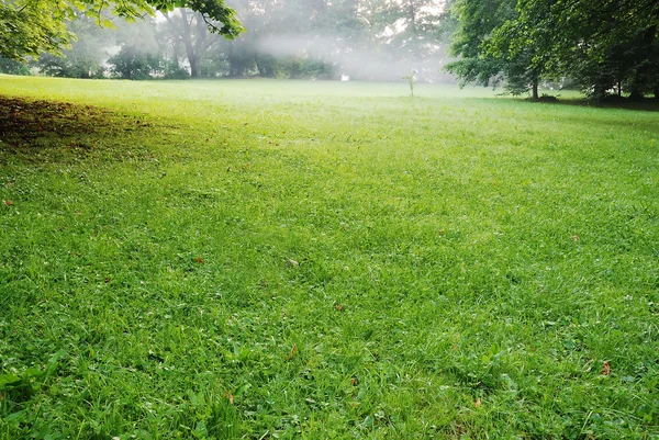 Soleil couchant bas dans le parc vert projetant de longues ombres — Photo