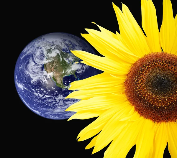 Sunflower and globe — Stock Photo, Image