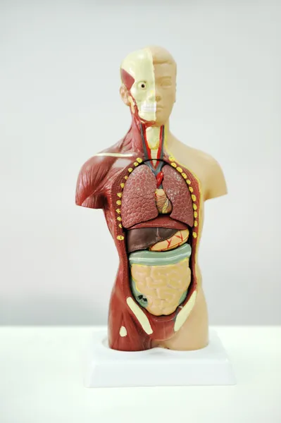 Ανθρώπινο σώμα μοντέλο — Φωτογραφία Αρχείου