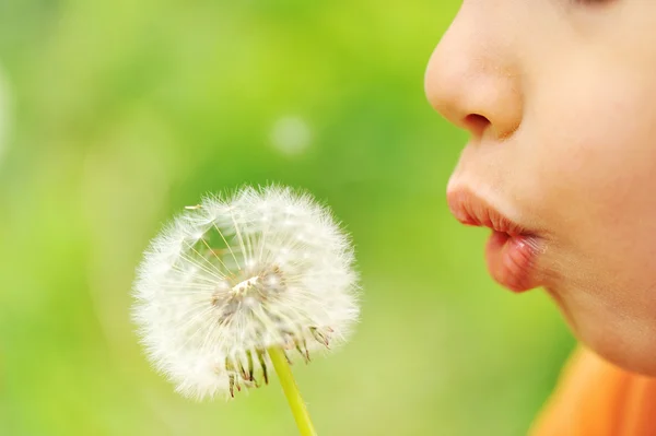 Blowing flower Stock Image