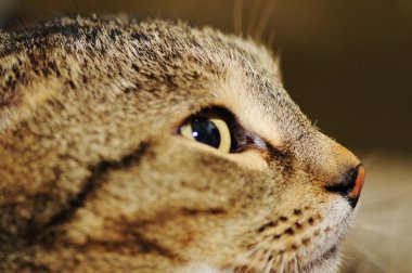 Gri kedi