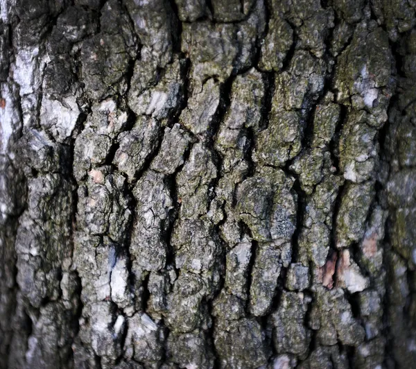 Tree background — Stock Photo, Image