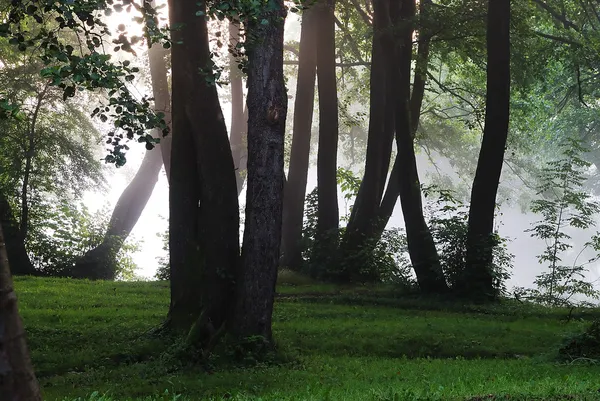 Niebla y árboles — Foto de Stock