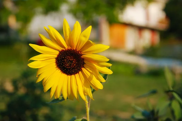 Красива жовта квітка сонця — стокове фото