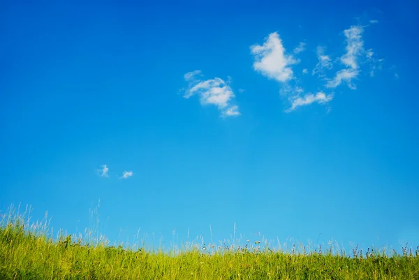 Mooi schattig groene weide tegen de blauwe hemel Rechtenvrije Stockfoto's