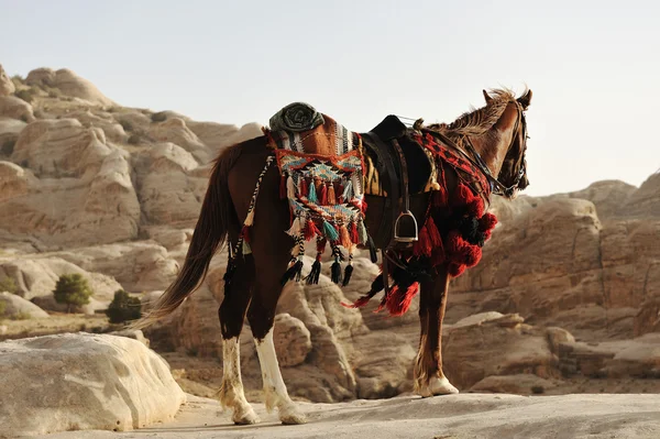 Cheval dans les rayons du soleil couchant — Photo