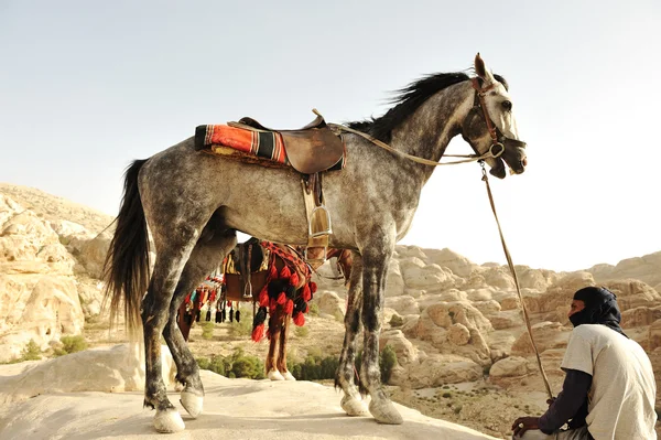 Man and horses in nature — Stock Photo, Image