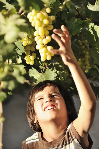 Sonriente niño preadolescente con uvas sobre fondo de vid —  Fotos de Stock