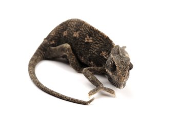 Beyaz arka plan üzerinde izole cameleon