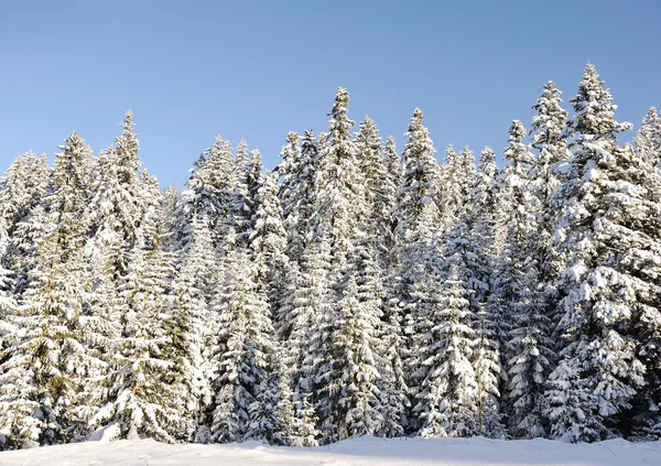 Winter sneeuw bedekt dennenbomen op de berghelling op blauwe hemel achtergrond — Stockfoto