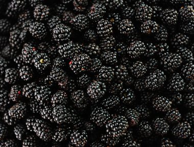 blackberry hasat toplama