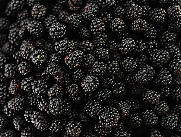 Blackberry harvest collecting — Stock Photo, Image