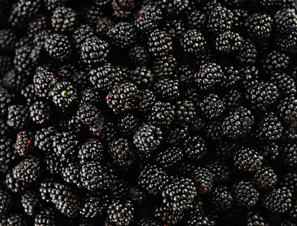 BlackBerry skörd samla — Stockfoto