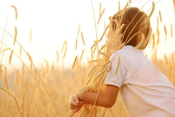 Criança feliz no campo de colheita — Fotografia de Stock