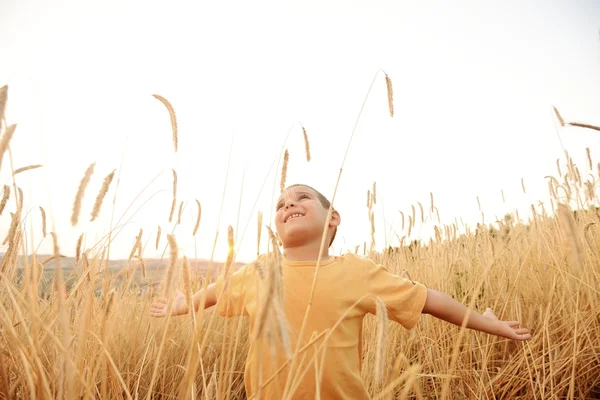 Šťastné dítě na poli sklizně — Stock fotografie