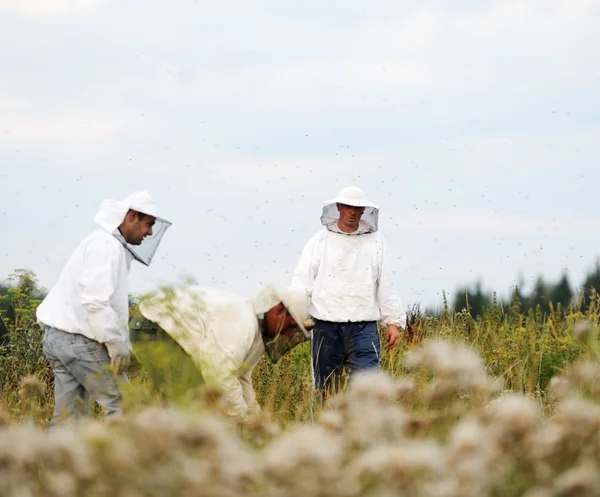 Οι μελισσοκόμοι που εργάζονται στο πεδίο — Φωτογραφία Αρχείου