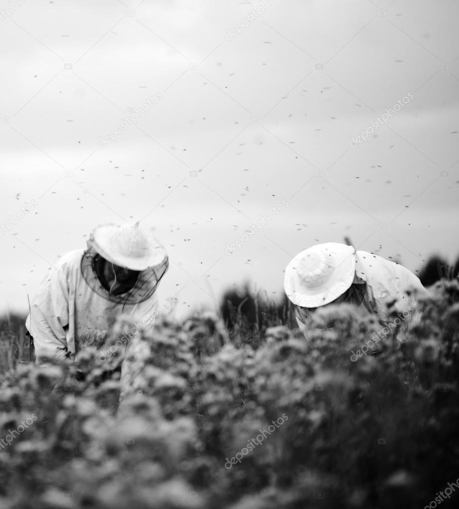 Beekeepers working on the field