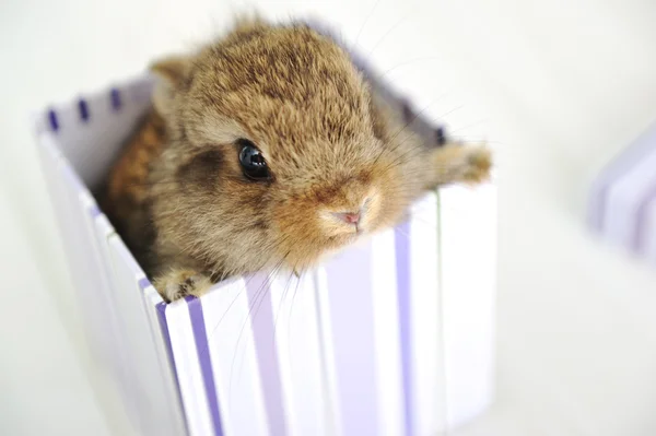 Conejo lindo bebé como sorpresa en caja — Foto de Stock