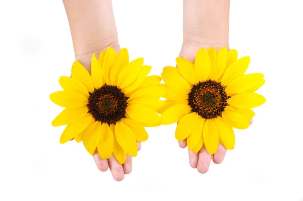 Tournesols dans les mains — Photo