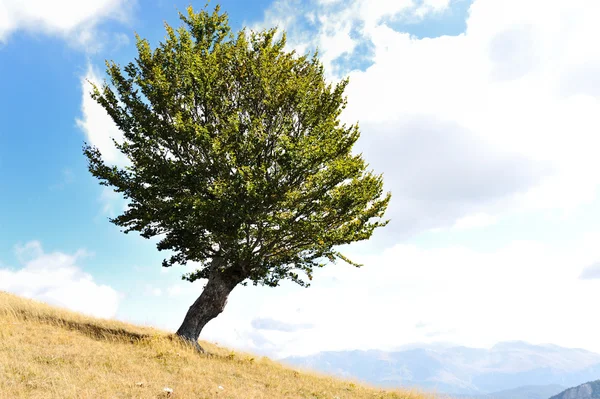 One tree and grass land — Stock Photo, Image