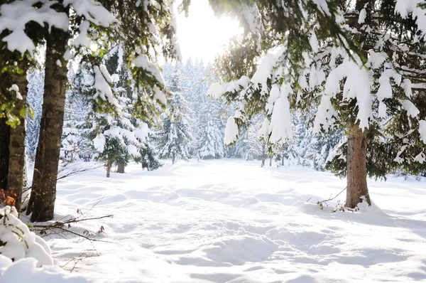 Inverno bella scena albero e neve — Foto Stock