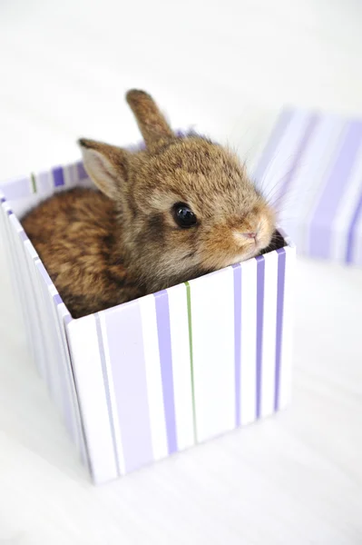 Lapin mignon bébé comme surprise dans la boîte — Photo