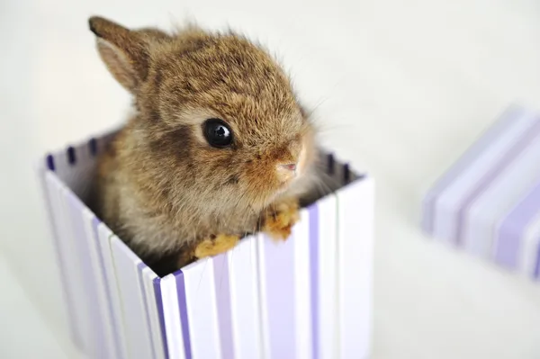 Baby konijn — Stockfoto