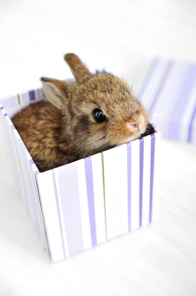 Rabbit cute baby as surprise in box — Stock Photo, Image