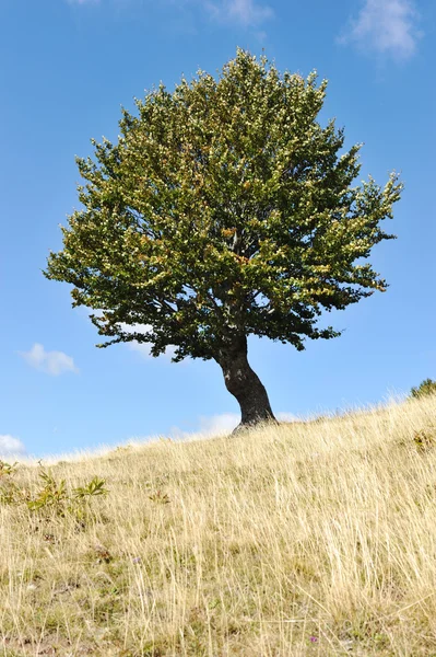 One tree and grass land — Stock Photo, Image