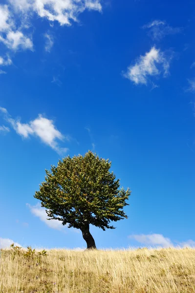 One tree and grass land Stock Image