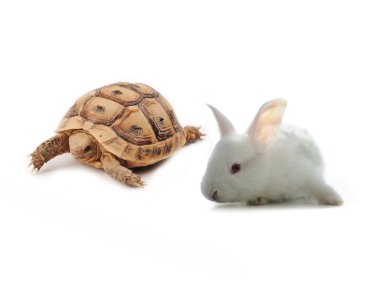 Bunny and turtle competition concept clipart