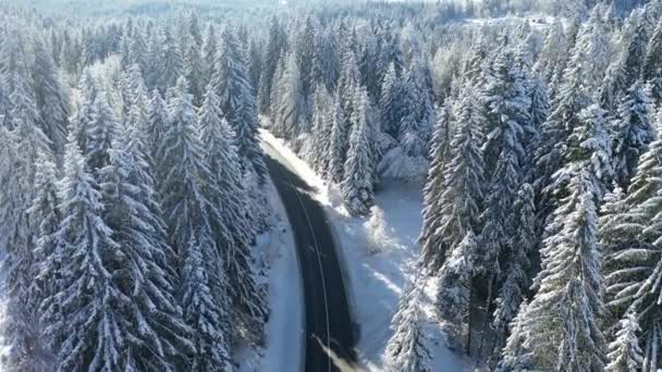 Εναέρια - Δασικός δρόμος με πυκνά χιονισμένα πεύκα γύρω — Αρχείο Βίντεο