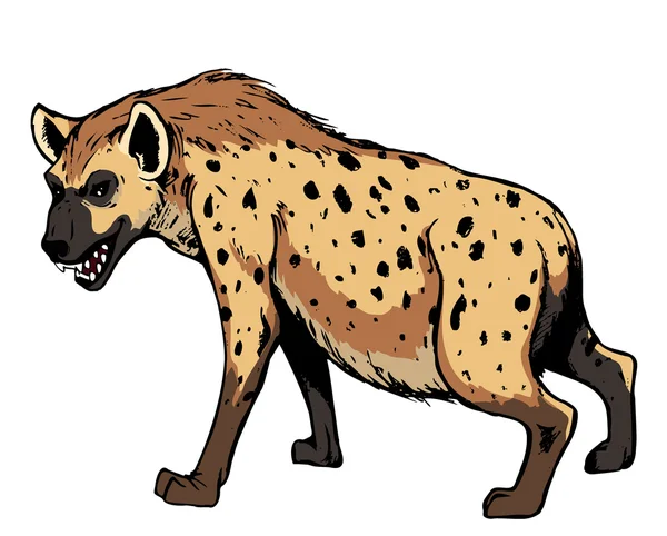 Hyena. — Stock Photo, Image