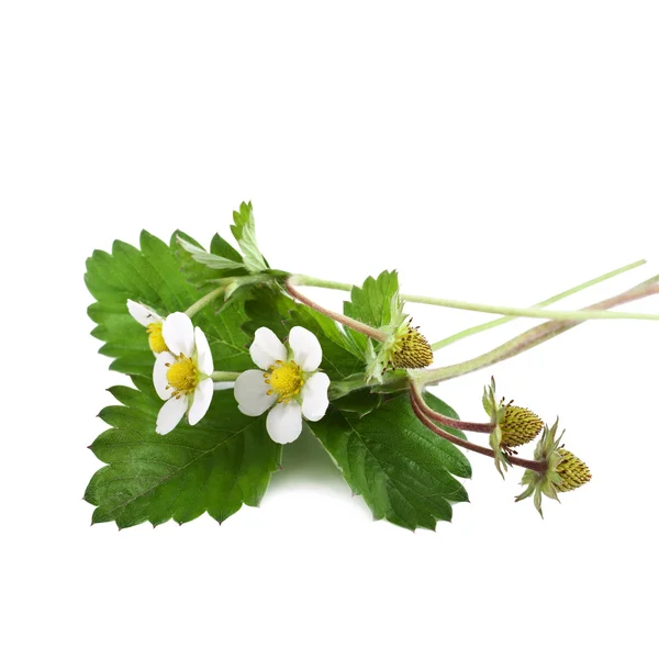 Wild strawberry — Stock Photo, Image