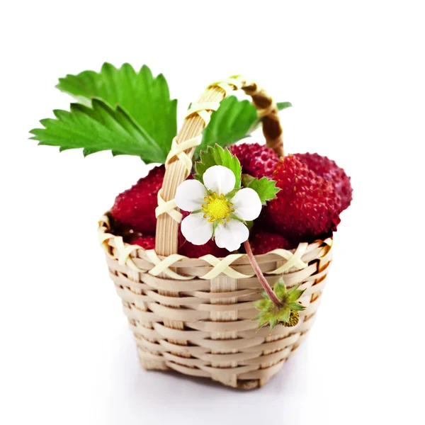 Wild strawberries — Stock Photo, Image